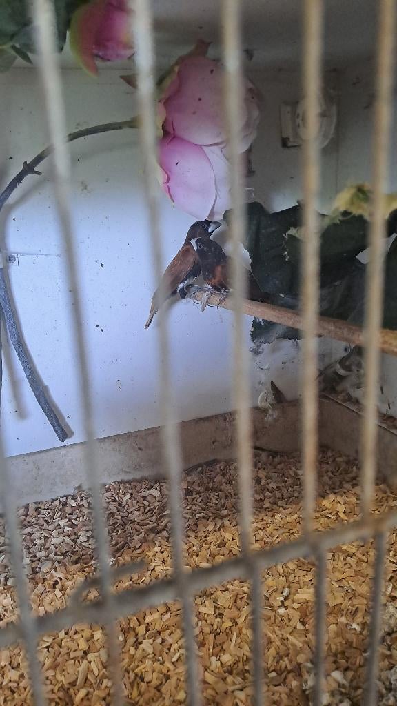 3x Kruising rietvink met ?, Dieren en Toebehoren, Meerdere dieren, Tropenvogel