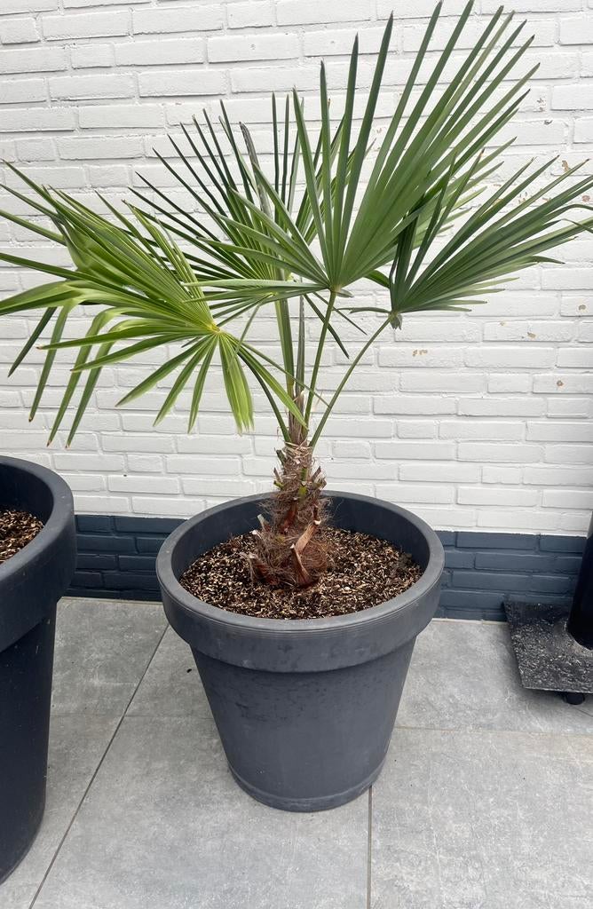 Trachycarpus fortunei palmboom, Tuin en Terras, Ophalen, Bloeit niet, Overige soorten, Volle zon