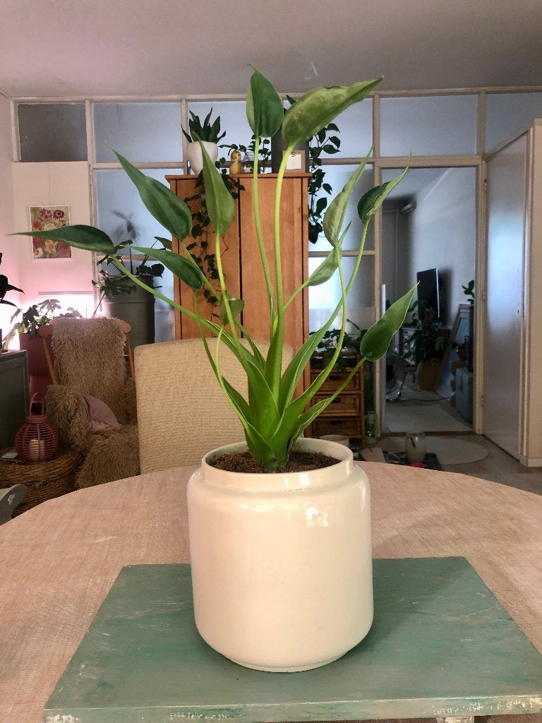 Alocasia Tiny Dancer in stenen bloempot, Ophalen, In pot, Halfschaduw, Minder dan 100 cm