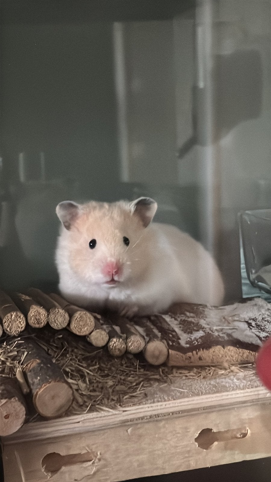 Leuke hamster, Hamster, Vrouwelijk, Mei, Tam