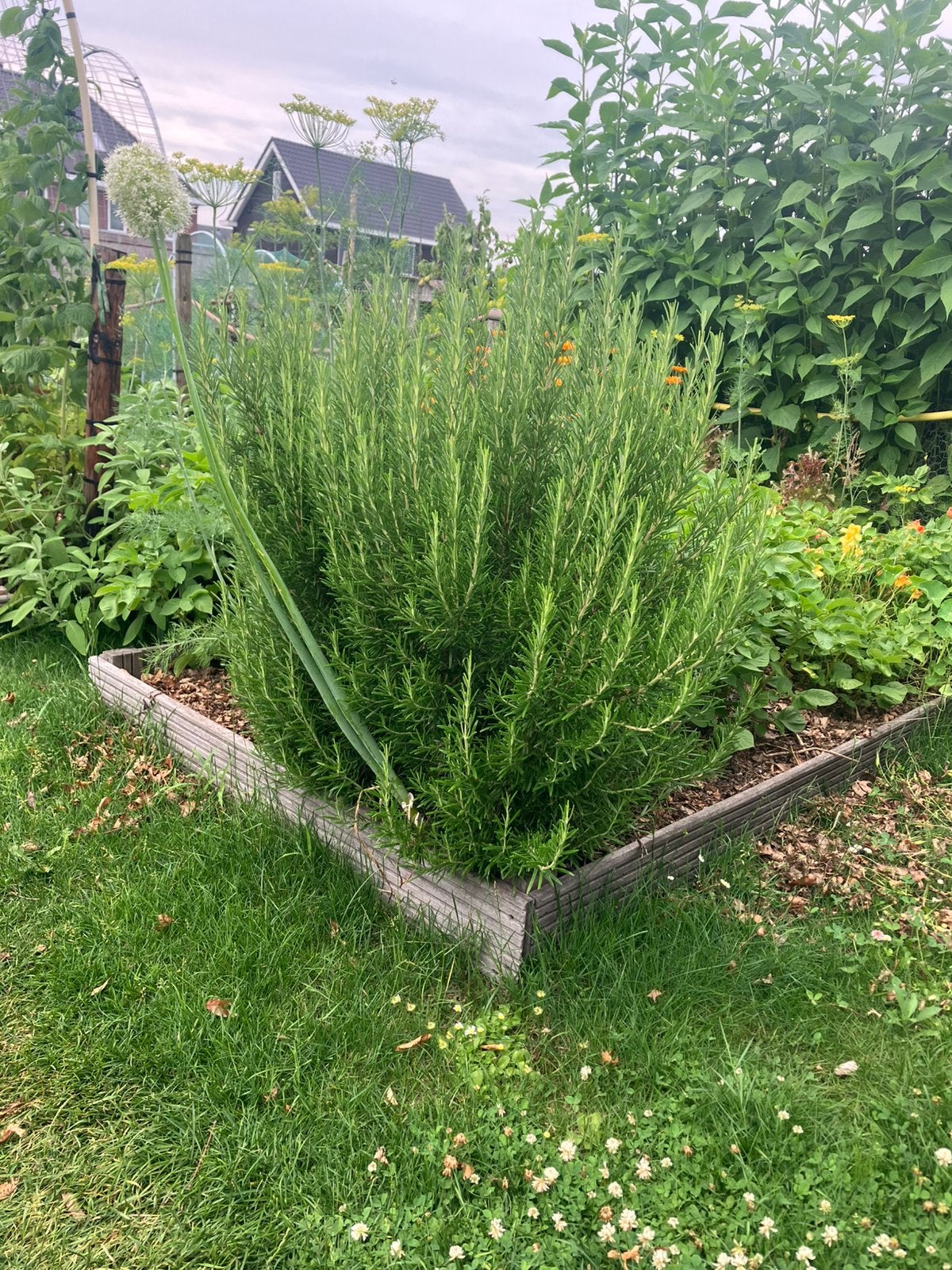 Grote rozemarijn struiken, Tuin en Terras, Planten | Struiken en Hagen, Ophalen, Overige soorten, 100 tot 250 cm