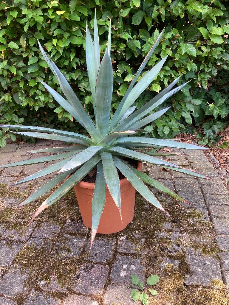 Agave, Tuin en Terras, Volle zon, Vaste plant, Bloeit niet, Ophalen
