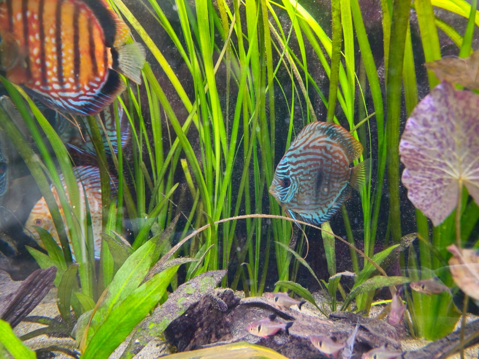 Vallisneria waterplant aquarium, Ophalen, Gebruikt, Plant(en), Steen of Hout