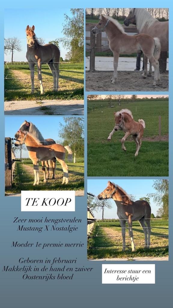 Mooi haflinger hengstveulen te koop., Hengst