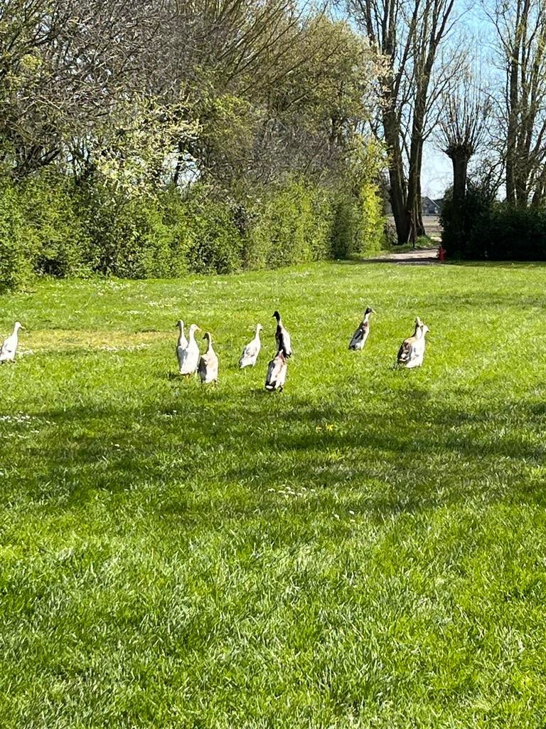Loopeend oost-indische woerden, Dieren en Toebehoren, Mannelijk, Eend