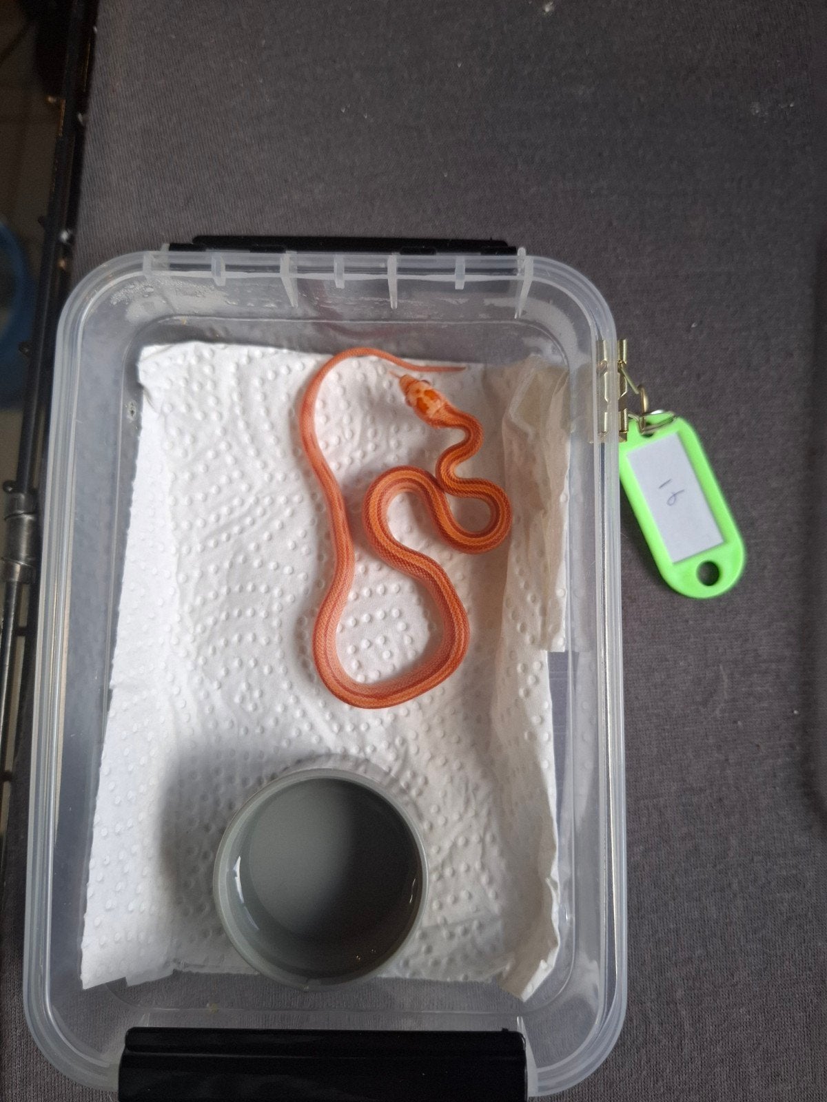 Rode rattenslangen zoeken nieuw thuis Corn Snake photo 17