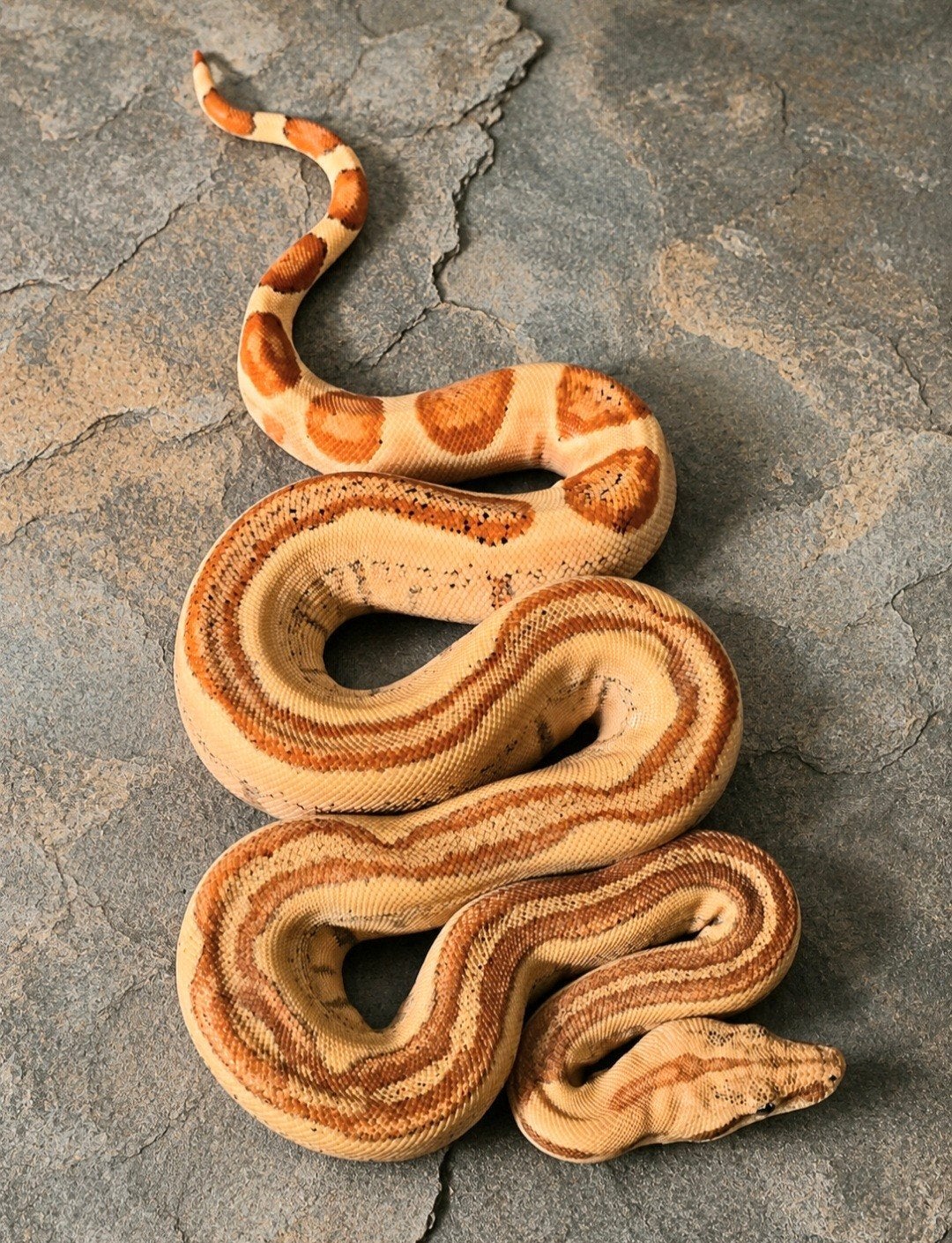 Schitterend Boa Constrictor Boa Constrictor photo 3