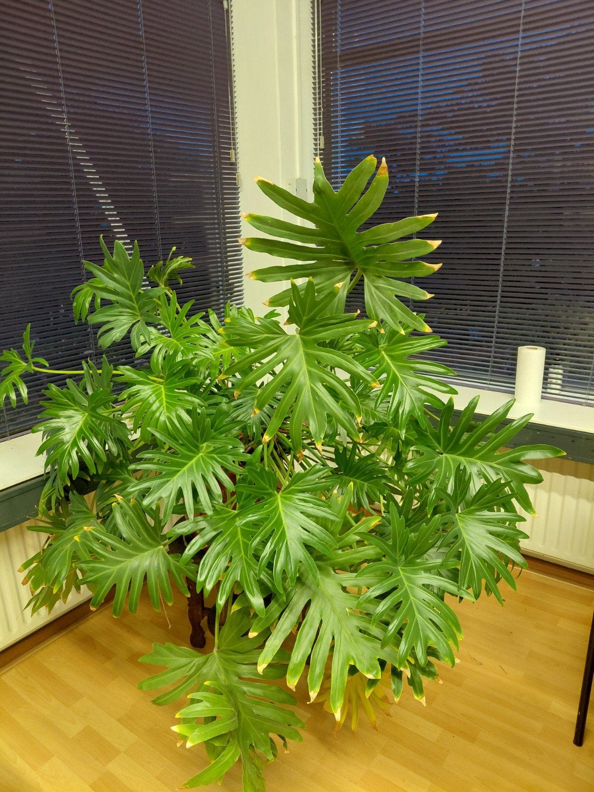 grote kamerplant philodenron, Ophalen of Verzenden, In pot, Halfschaduw, Minder dan 100 cm