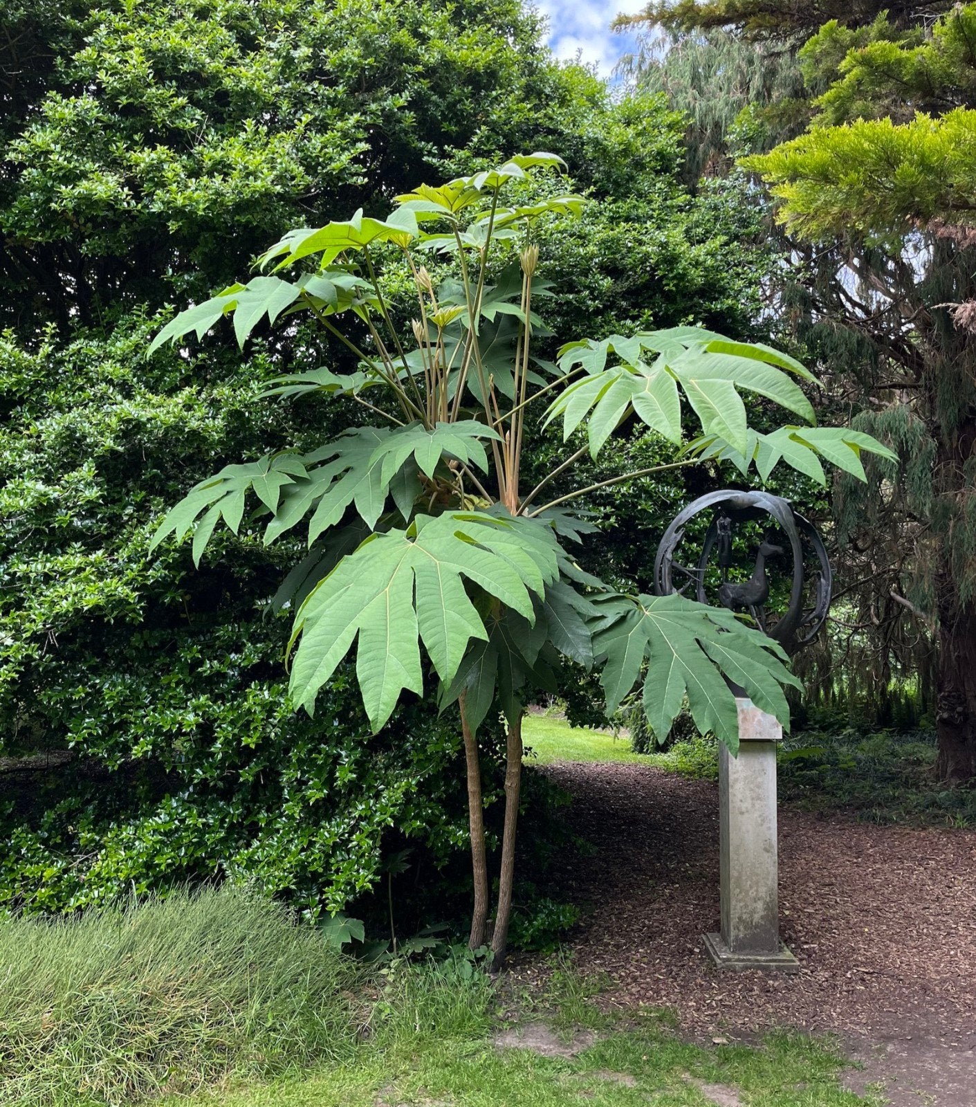Rijstpapierplant (Tetrapanax), Ophalen, Overige soorten, Volle zon