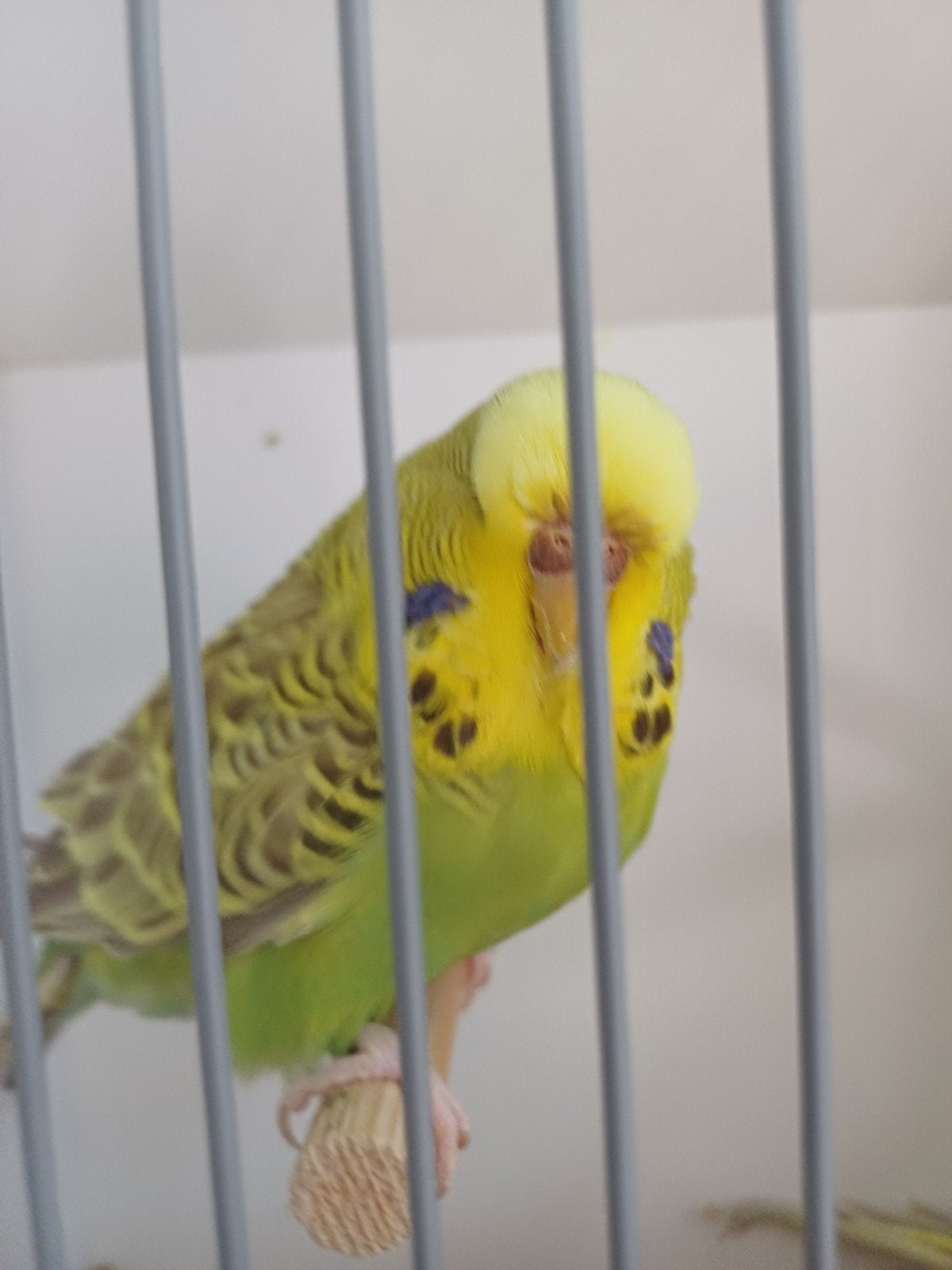 Jonge pop, Dieren en Toebehoren, Vogels | Kanaries, Vrouwelijk, Kleurkanarie