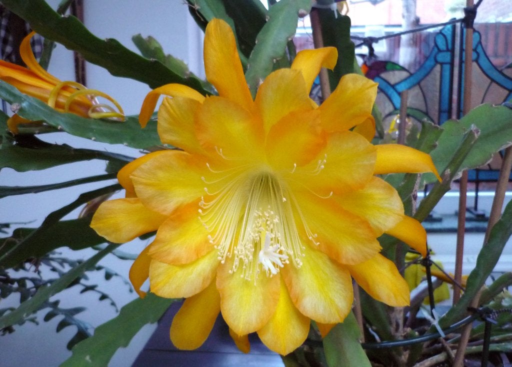 cactus - Epiphyllum Going Bananas, Ophalen of Verzenden, Cactus, Volle zon, Minder dan 100 cm