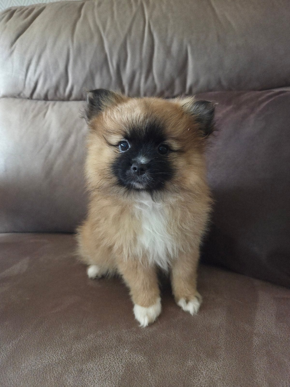 Dwergkees (pomeriaan), Dieren en Toebehoren, België, Particulier, Keeshond, HCC (leverziekte)
