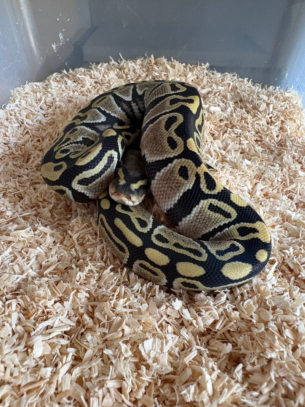 Desert Ghost vrouwtje koningspython ballpythons Ball Python photo 3