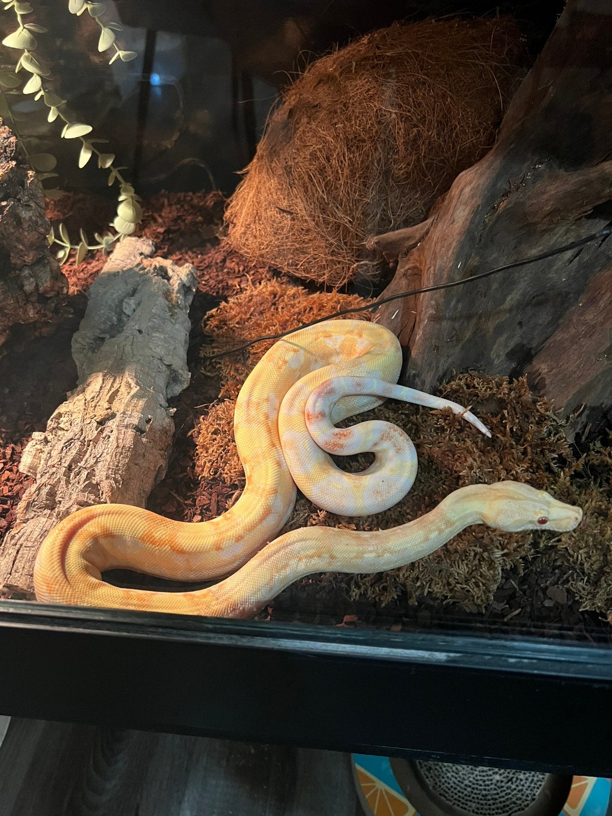 1.0 albino (Kahl) Boa Contrictor Imperator, Slang, Met terrarium, 0 tot 2 jaar