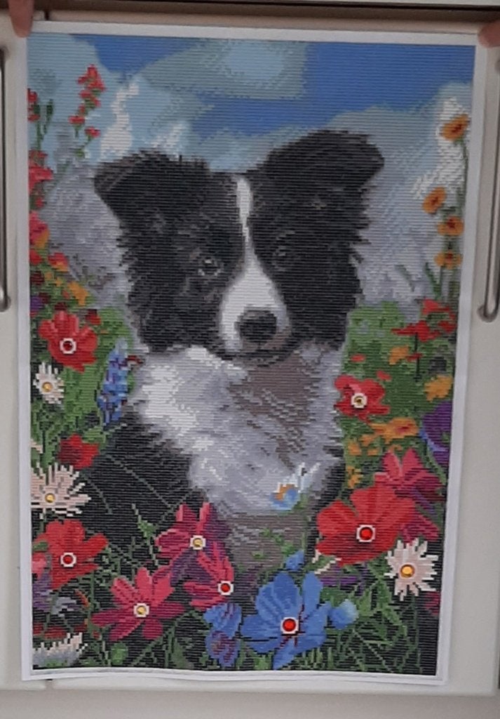 Bordercollie in diamond painting 40x60cm, Ophalen, Rechthoekig Staand, Zo goed als nieuw, A1 t/m A3