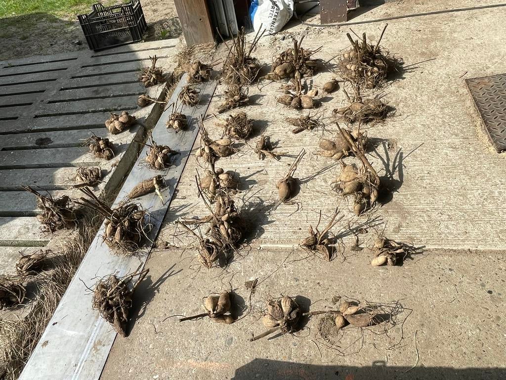 Dahlia knollen  40stuks 50,- vandaag ophalen diverse kleuren, Tuin en Terras, Bloembollen en Zaden, Ophalen, Voorjaar, Volle zon