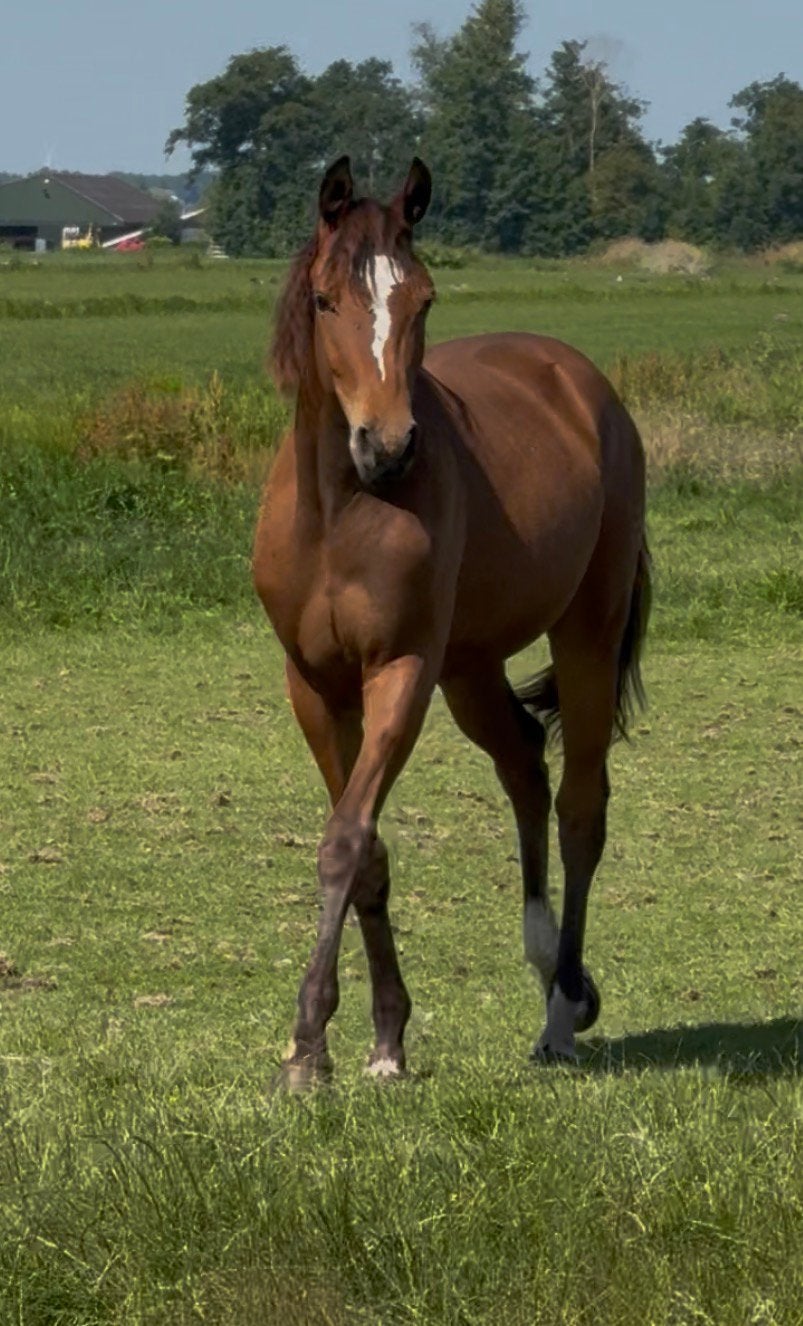Chique en veelbelovende jaarling merrie (2025), Dieren en Toebehoren, Paarden, Merrie, Dressuurpaard, Met stamboom, 0 tot 2 jaar