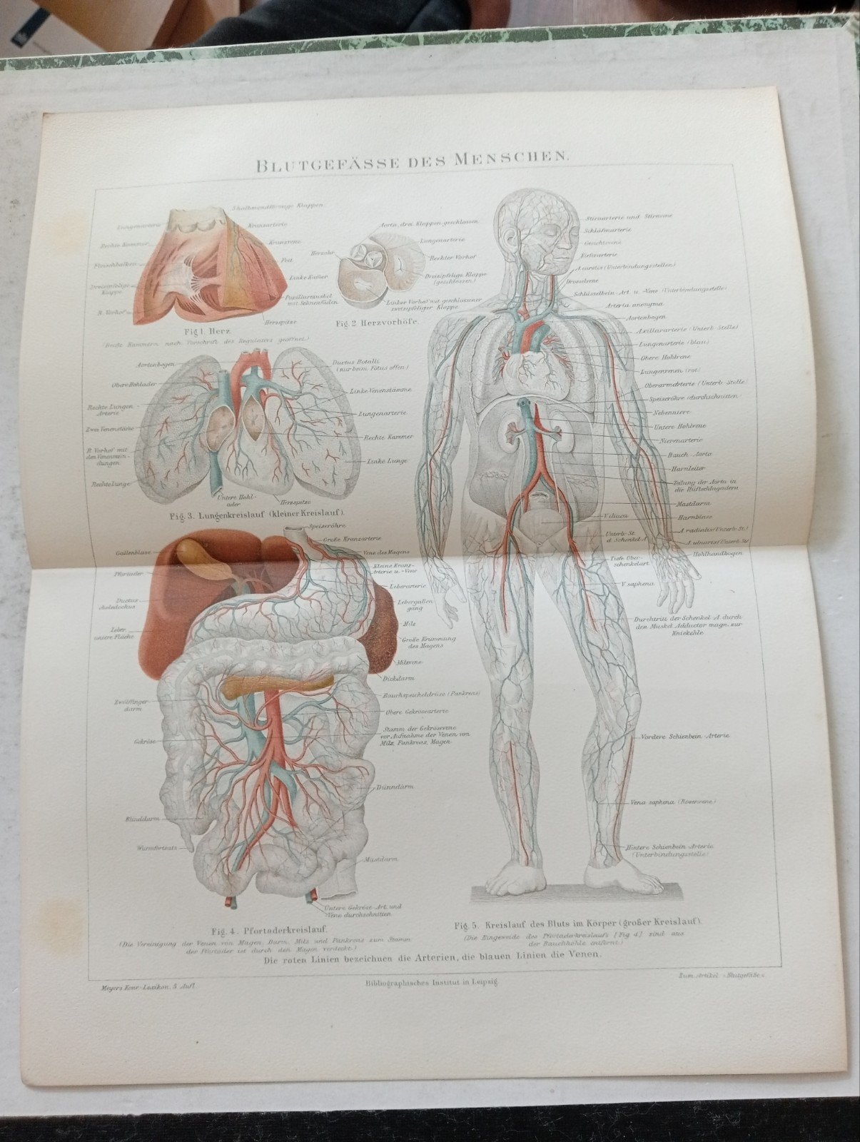 Anatomische Medische Litho 1895 Bloedvaten, Ophalen of Verzenden, Voor 1940, Gebruikt