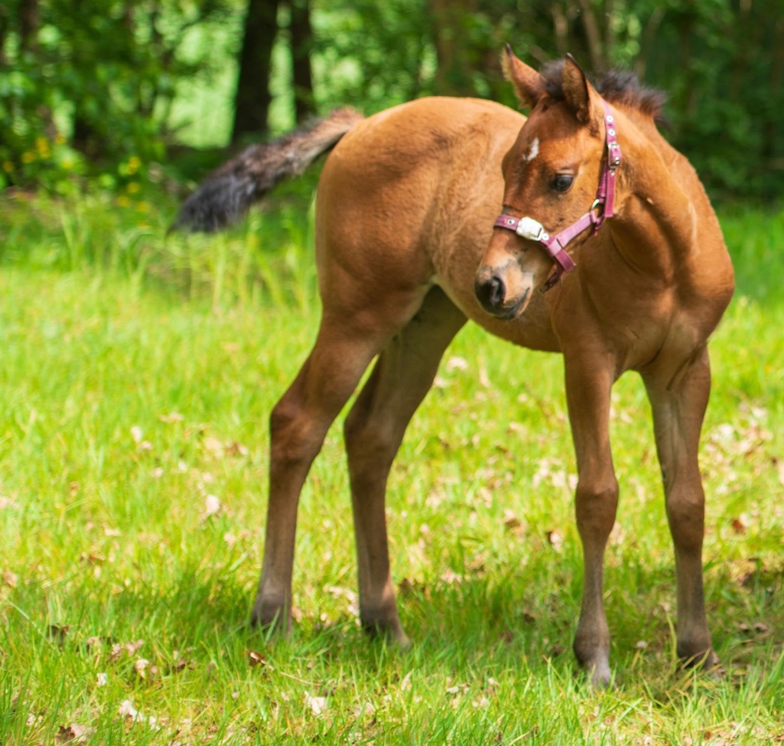Super lief QH merrie veulen, Dieren en Toebehoren, Paarden, Merrie, Niet van toepassing, Minder dan 160 cm, 0 tot 2 jaar, Westernpaard