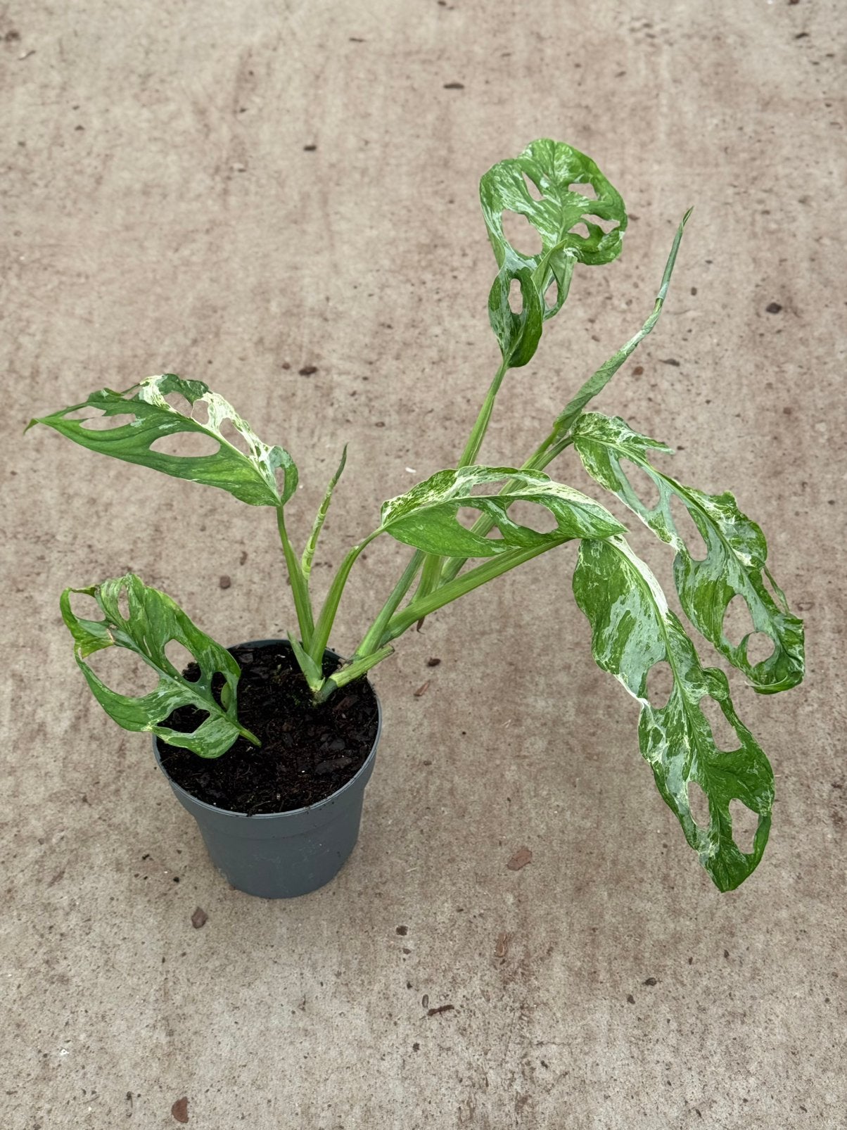 Monstera Indonesian Marble Variegata, Huis en Inrichting, Kamerplanten, Ophalen of Verzenden, Halfschaduw, Minder dan 100 cm