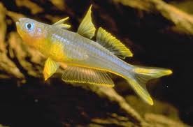 Pseudomugil furcatus, Vis, Zoetwatervis, Schoolvis
