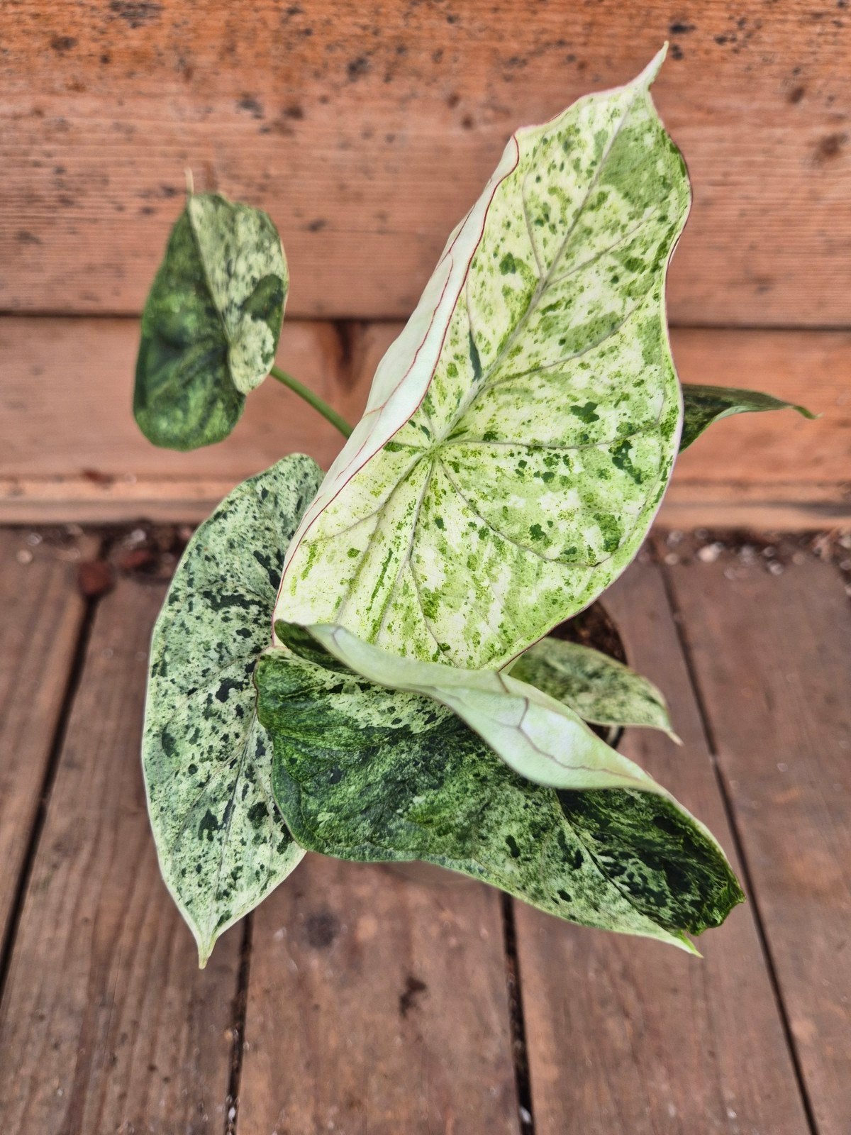 Alocasia Dragon scale Mint p11 (4), Ophalen of Verzenden, Halfschaduw, Minder dan 100 cm