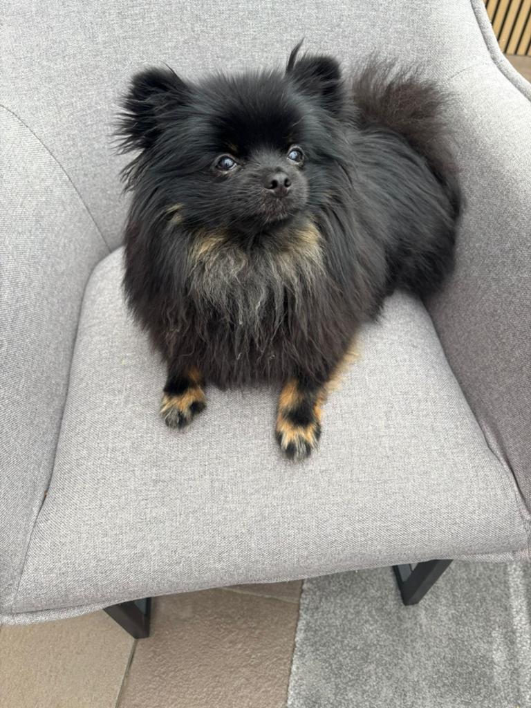 Mooie pomeriaan zwart (teefje 11 mnd oud, Dieren en Toebehoren, Honden | Poolhonden, Keeshonden en Oertypen, Keeshond, 15 weken tot 1 jaar