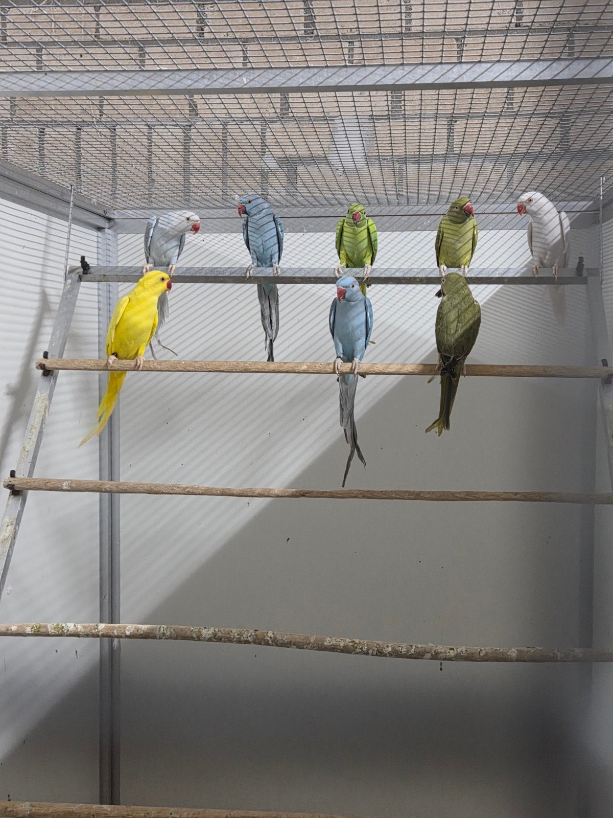 halsband parkieten, Dieren en Toebehoren, Meerdere dieren, Parkiet