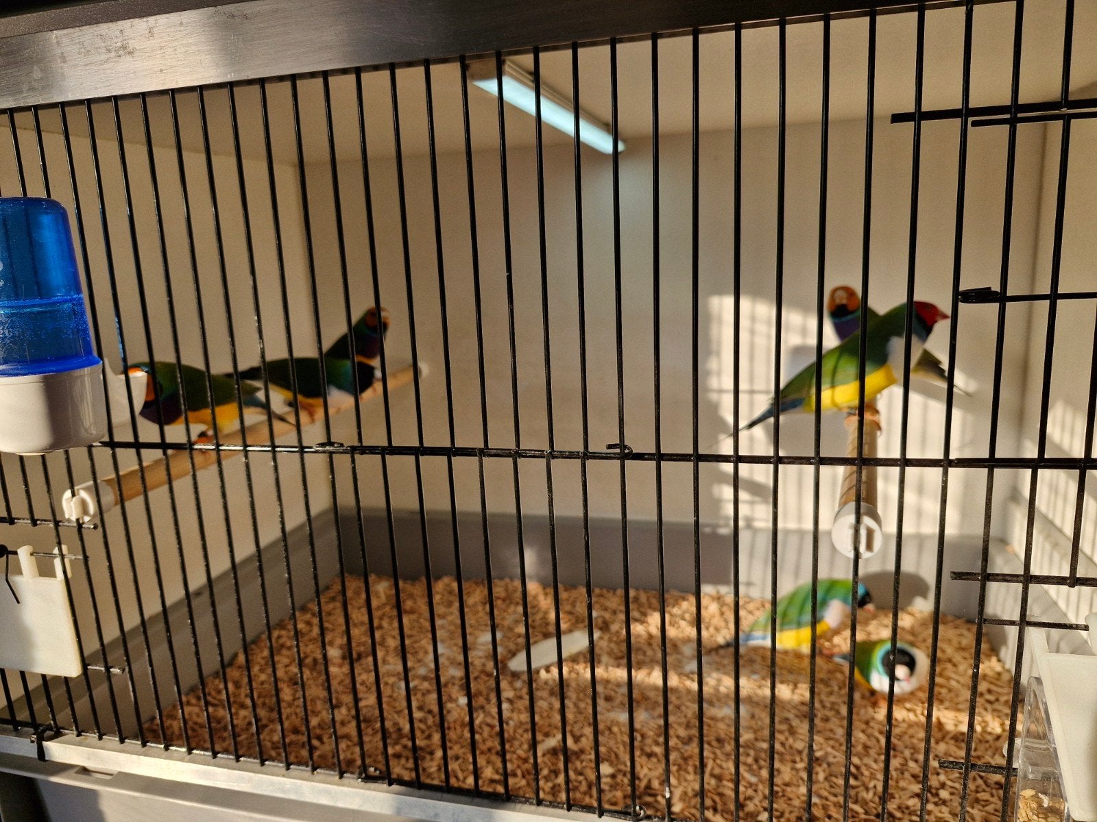 Gouldamadine 4 mannen van 2025 op kleur, Dieren en Toebehoren, Mannelijk, Tropenvogel, Geringd