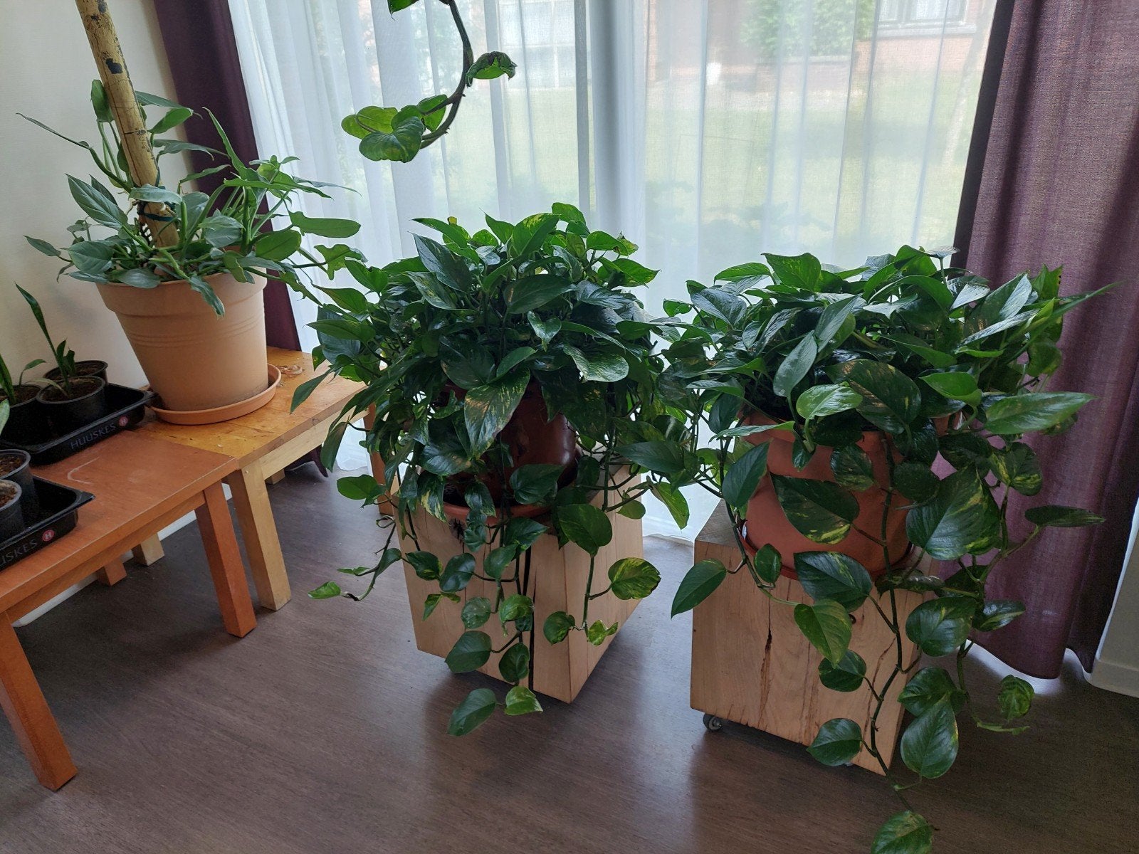 Kamerplanten, mega opheffingsuitverkoop, Huis en Inrichting, Ophalen, Halfschaduw