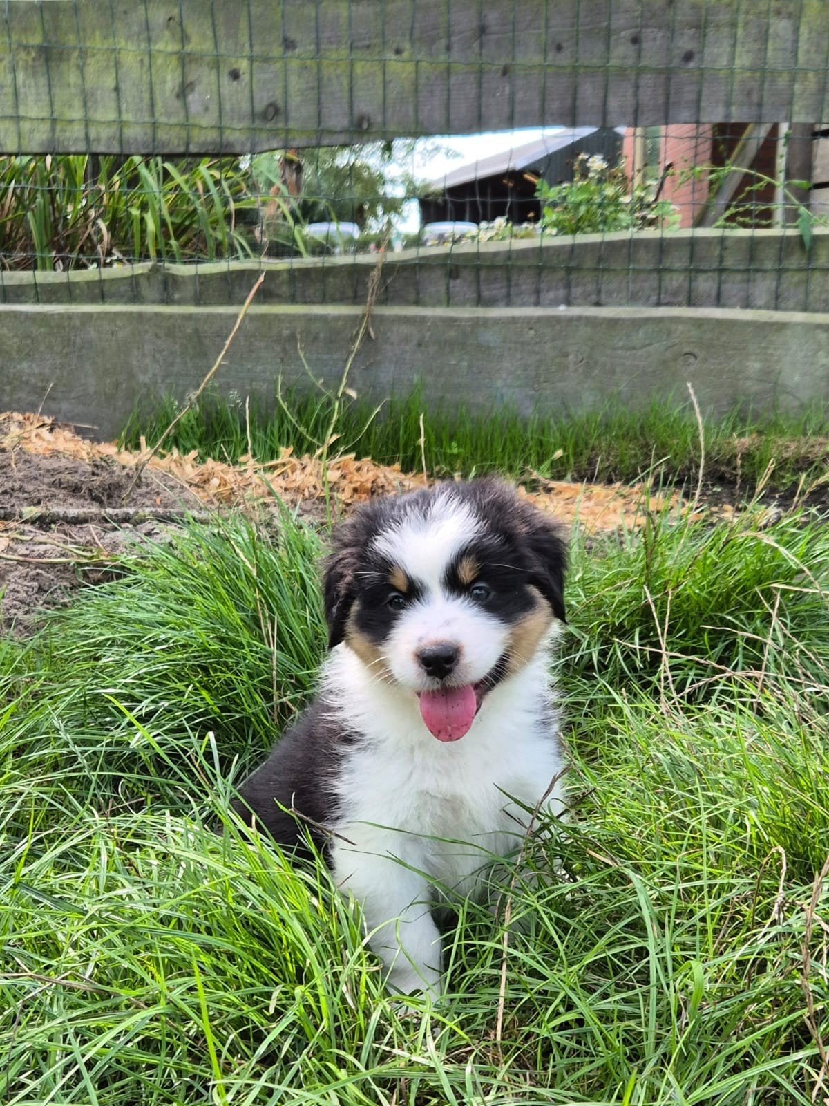AUSTRALIAN SHEPHERD., Dieren en Toebehoren, Nederland, Meerdere, Meerdere dieren, Fokker | Professioneel