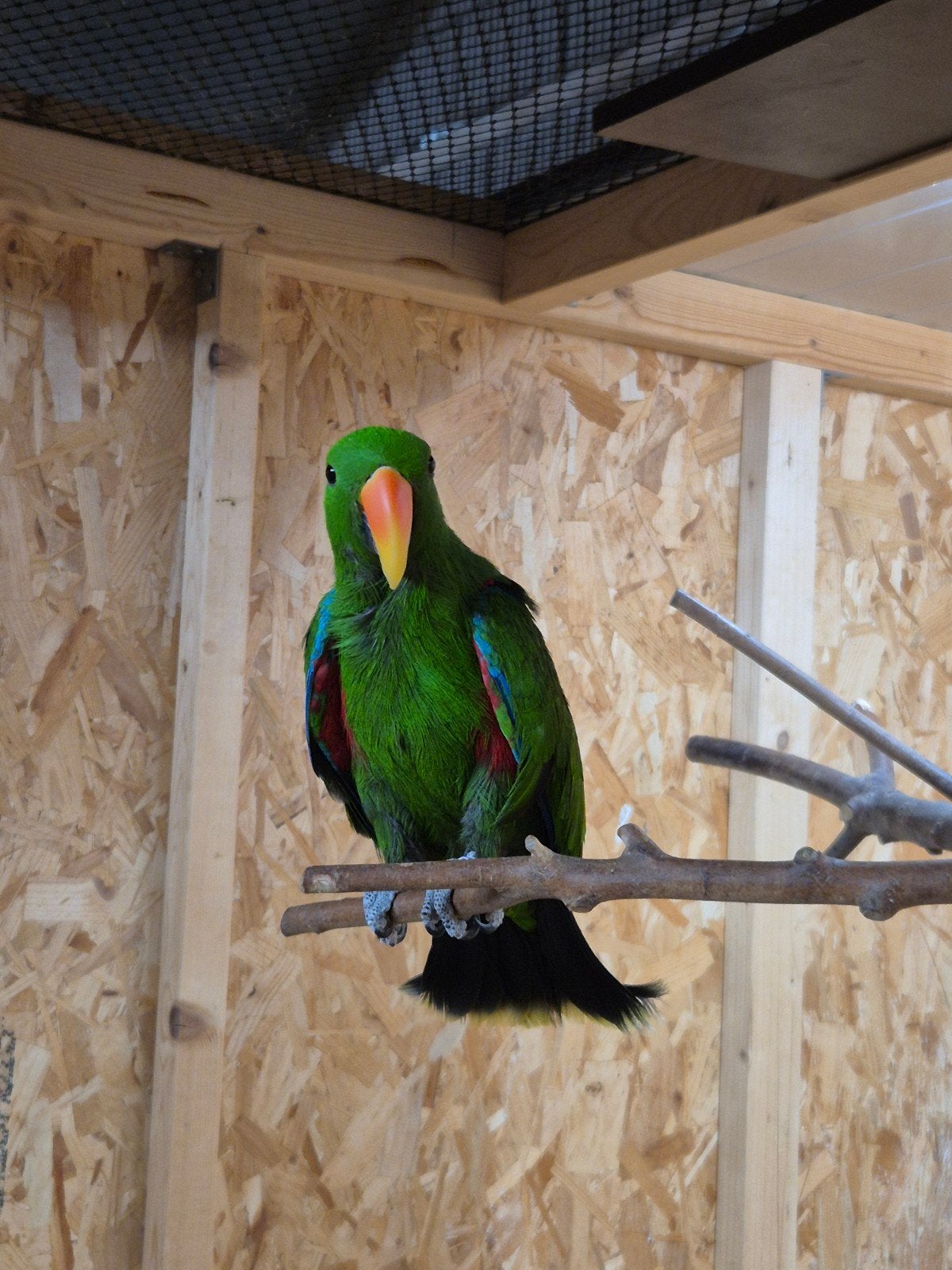 Edelpapegaai man, Dieren en Toebehoren, Vogels | Parkieten en Papegaaien, Mannelijk, Papegaai, Geringd