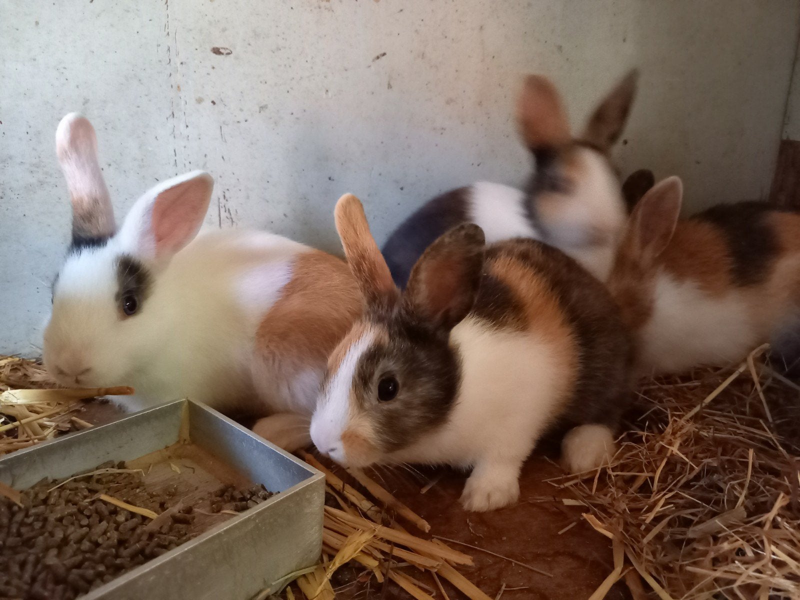 jonge konijntjes te koop., Dieren en Toebehoren