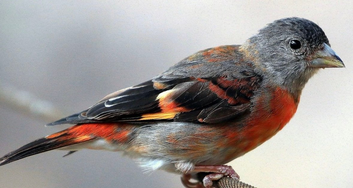 Mooie sijzen te koop, Dieren en Toebehoren, Vogels | Overige Vogels, Meerdere dieren, Geringd