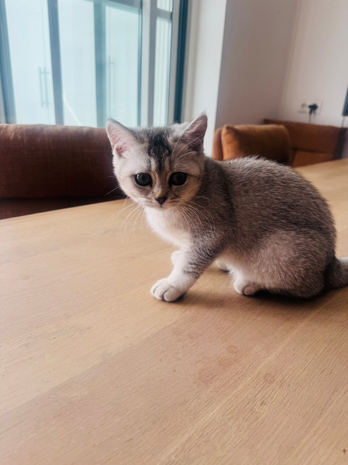 Britse korthaar kitten mag het nest verlaten (poes), Meerdere dieren, Gechipt, 0 tot 2 jaar