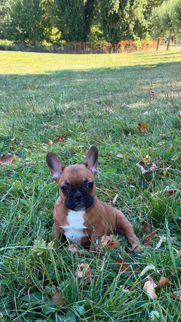 Mooie merle en rood Franse Bulldog pups beschikbaar, 8 tot 15 weken, Teef, Parvo, Bulldog