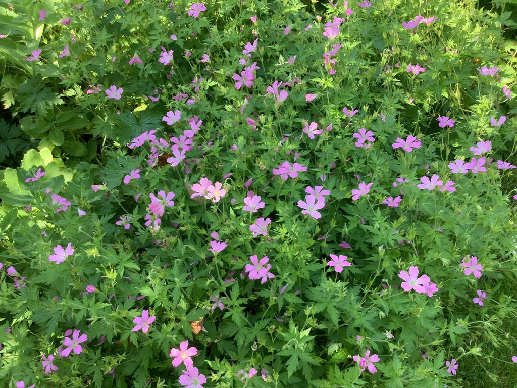 Geranium, Ophalen, Vaste plant, Bodembedekkers, Halfschaduw