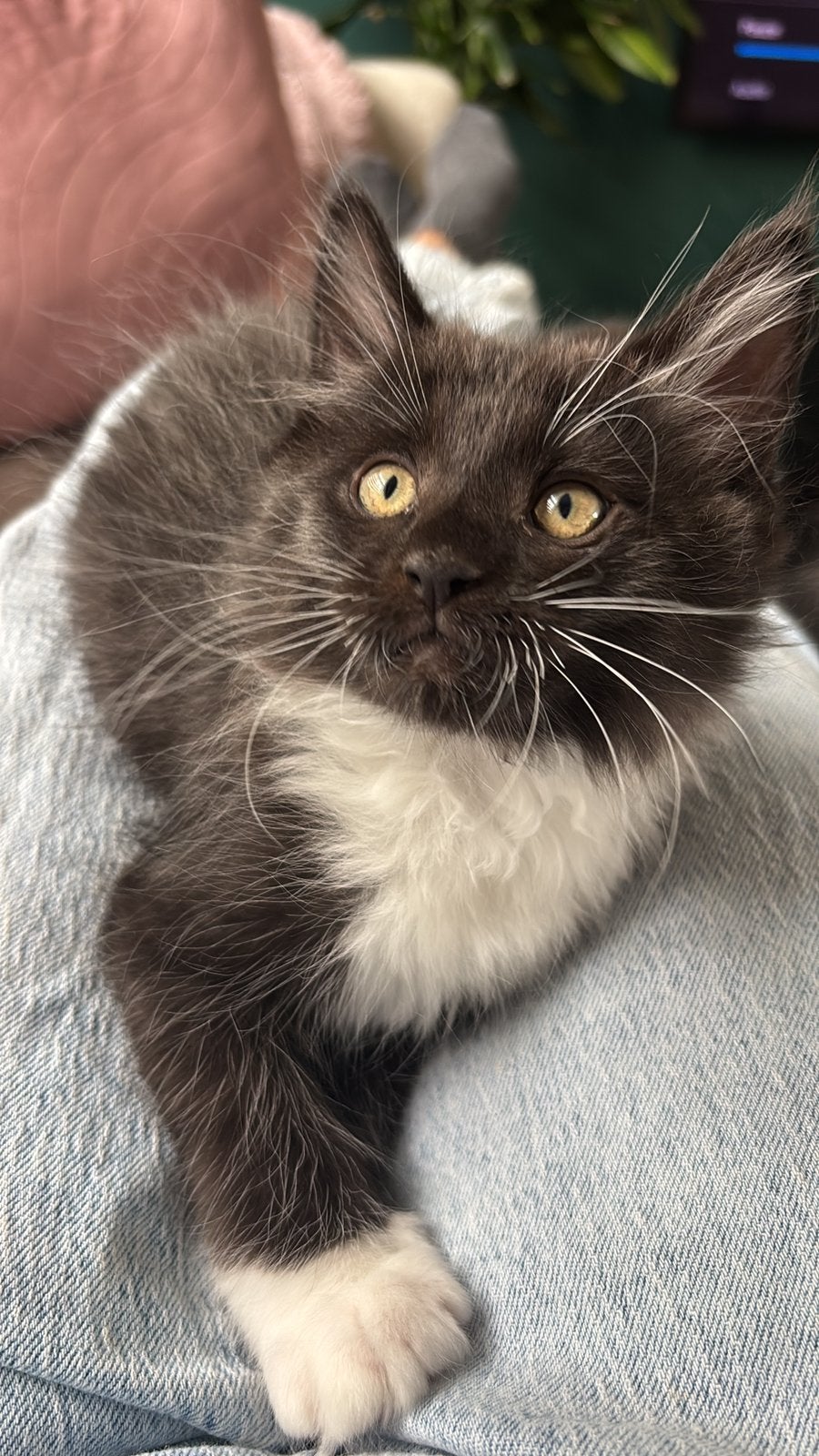 Laatste 2 Maine Coone kittens. Papa XXL, Dieren en Toebehoren, Meerdere dieren