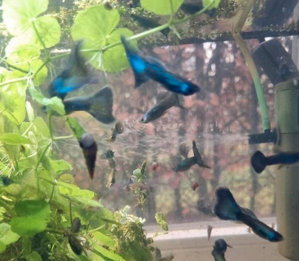 Guppy Blue Moscow, Vis