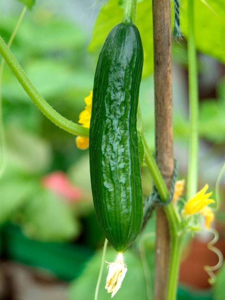 Buiten komkommer in een 13 cm pot., Tuin en Terras, Ophalen, Volle zon, Groenteplanten, Eenjarig