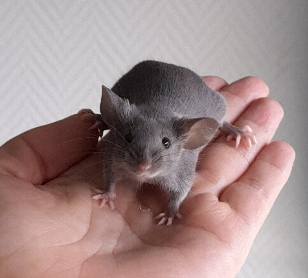Lieve kleurmuizen vrouwtjes, Augustus, Muis, Vrouwelijk, Tam