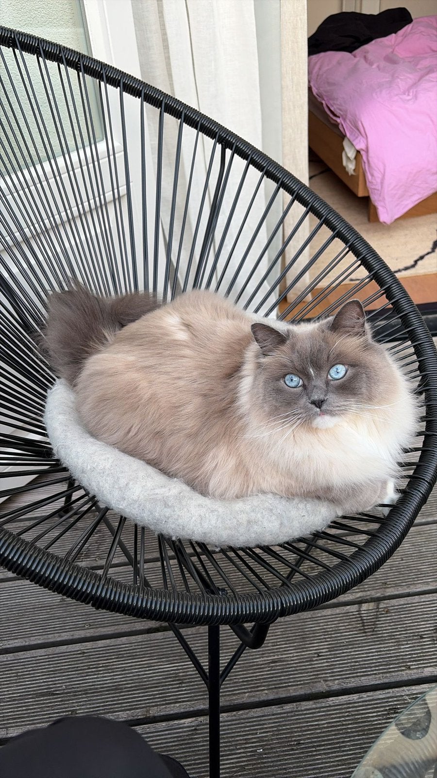 Ragdoll Finn is looking for a new home, Dieren en Toebehoren, Kater, Gechipt, 3 tot 5 jaar