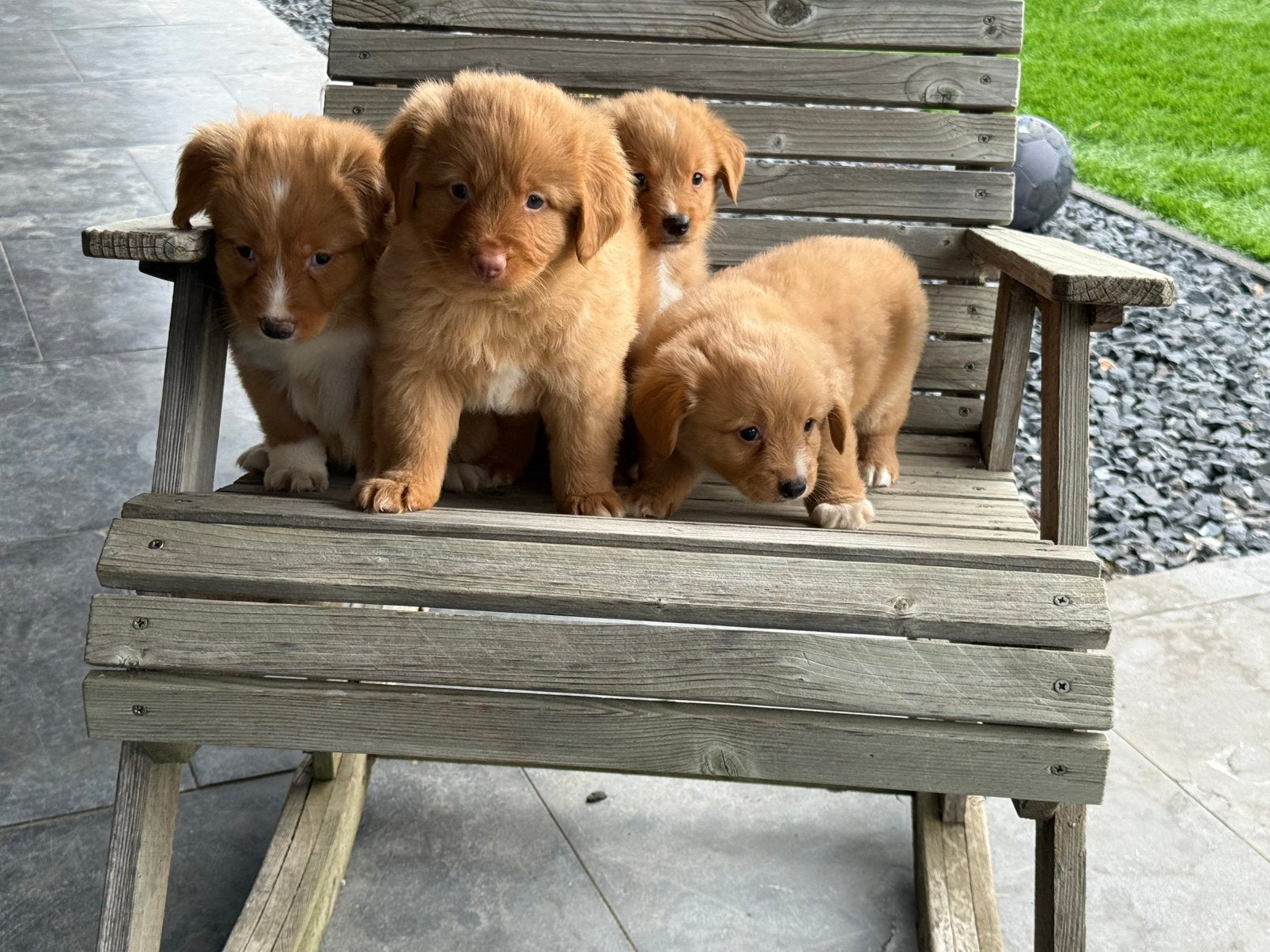 Nova scotia duck tolling retriever, Nederland, Overige rassen, 8 tot 15 weken, CDV (hondenziekte)