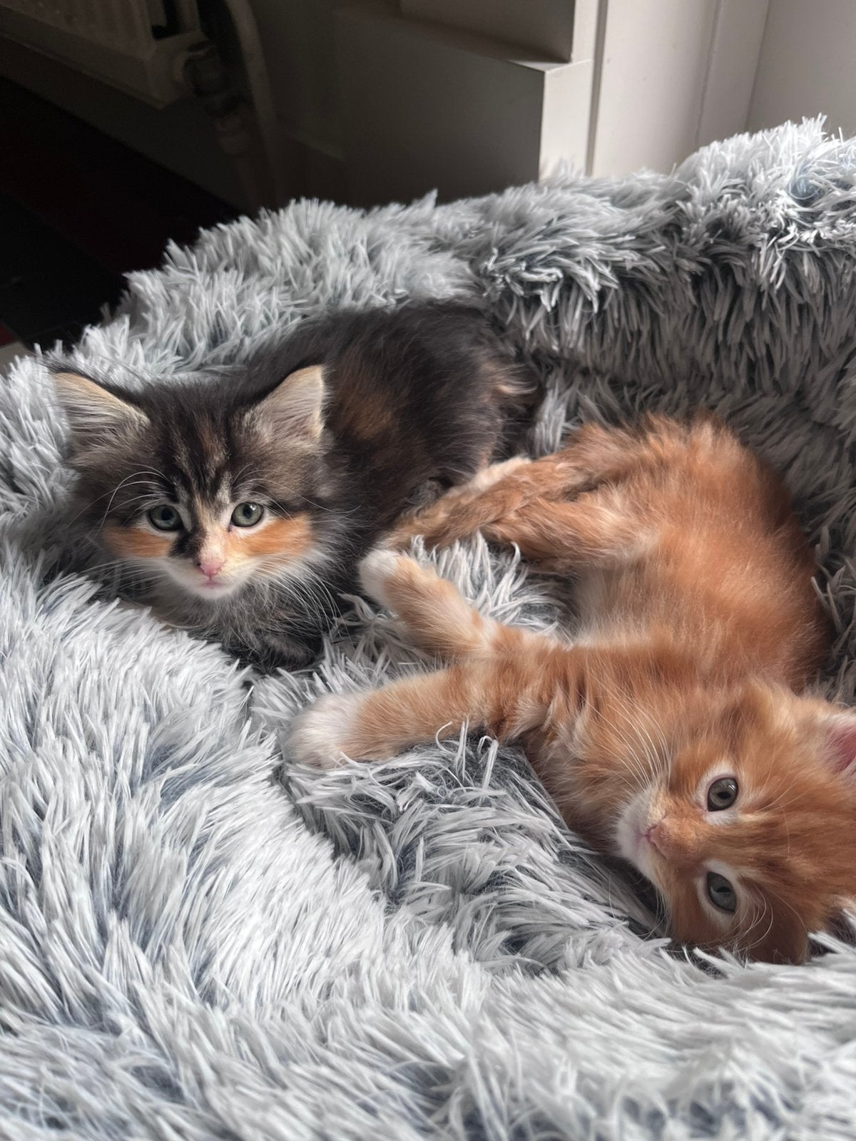 2 Maincoon kittens kater en poesje, Poes, Ontwormd, 0 tot 2 jaar