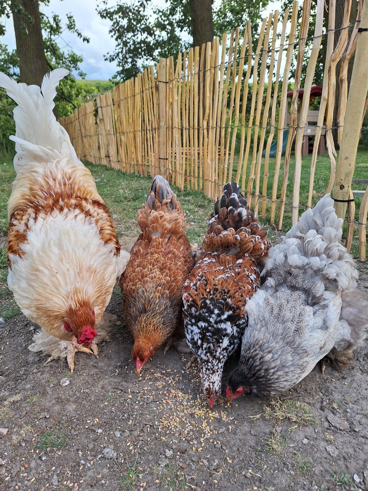 Brahma broedeieren groothoender, Geslacht onbekend, Kip