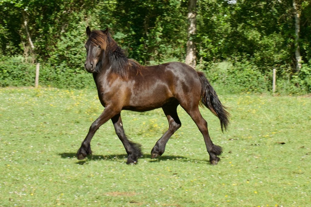 Fell pony ruin, Ruin, Dressuurpony, 0 tot 2 jaar, Met stamboom