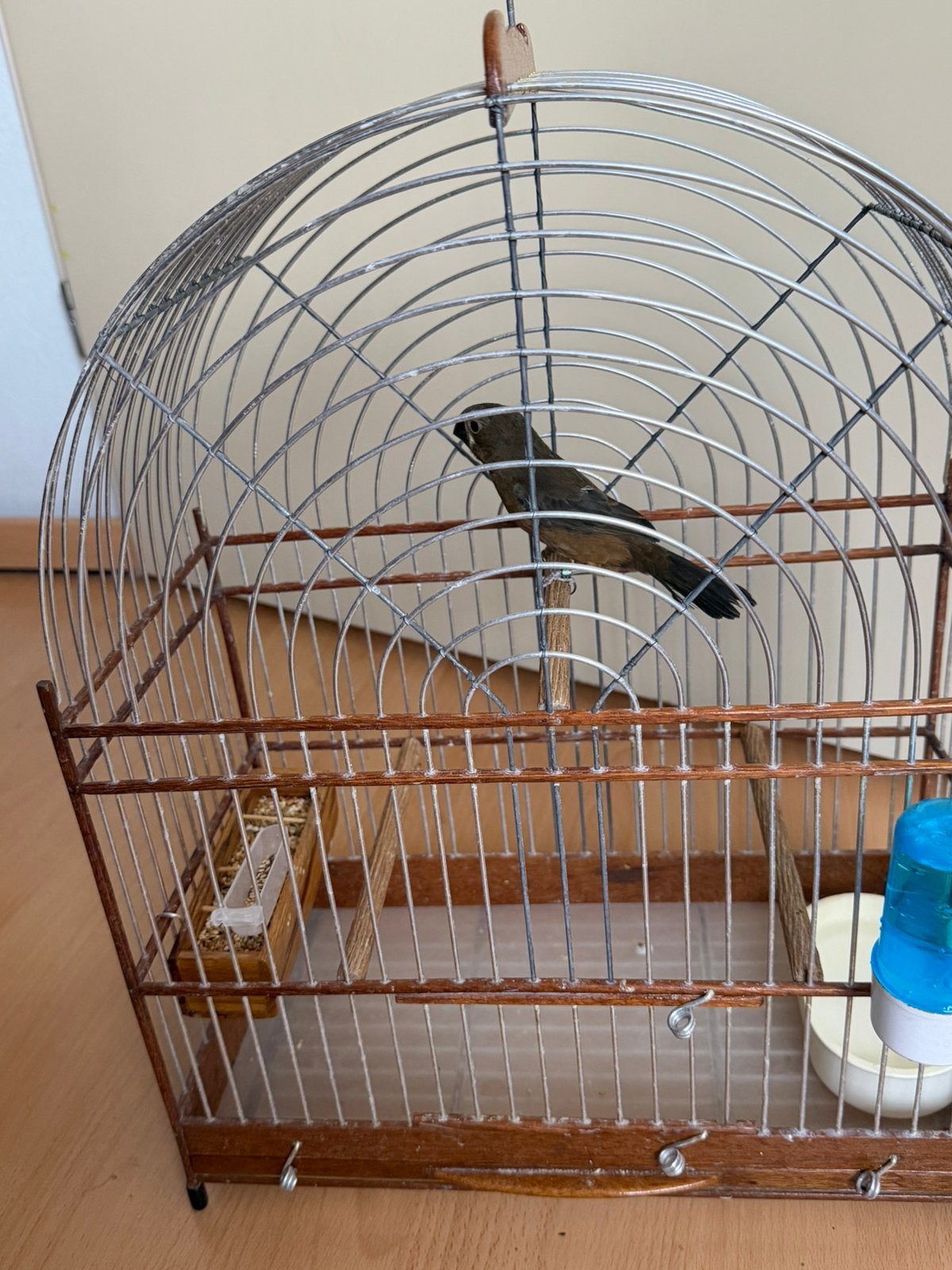 Twatwa pop geringd, Dieren en Toebehoren, Vogels | Overige Vogels, Vrouwelijk, Tropenvogel, Geringd