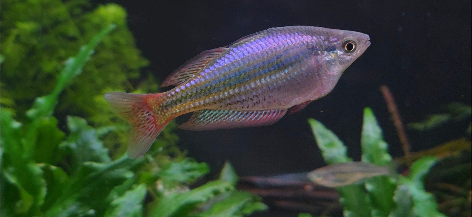 Melanotaenia splendida  "Tarzali", Dieren en Toebehoren, Vis