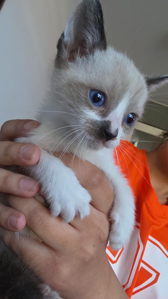 Kitten 9 weken, Kater, Ontwormd, 0 tot 2 jaar