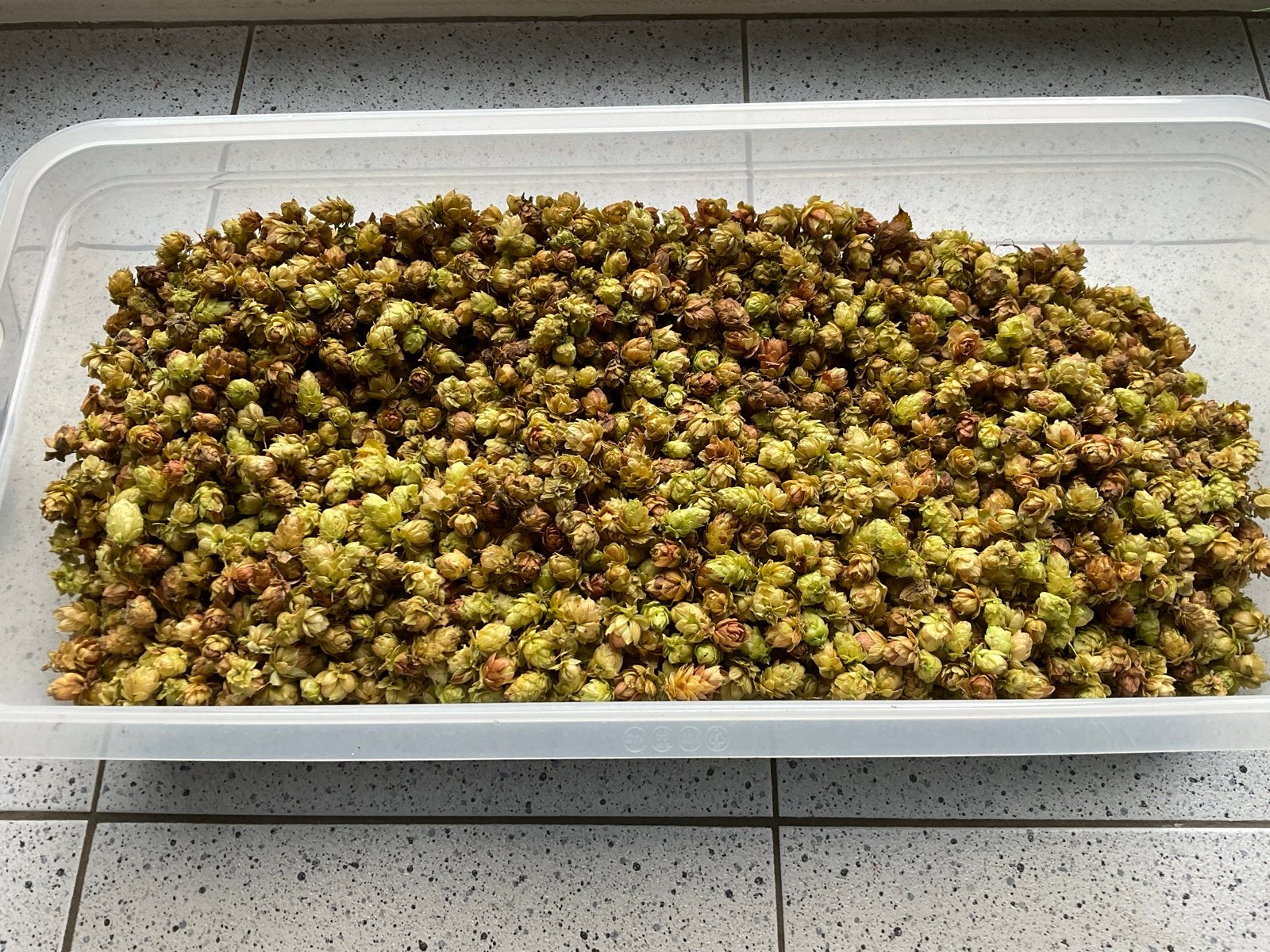 Gedroogde Hopbellen 800 gram, Ophalen, Minder dan 100 cm, Overige soorten